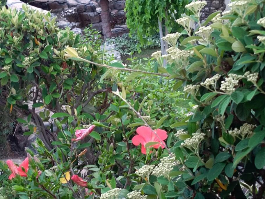 Apartmán Mediterranean Garden