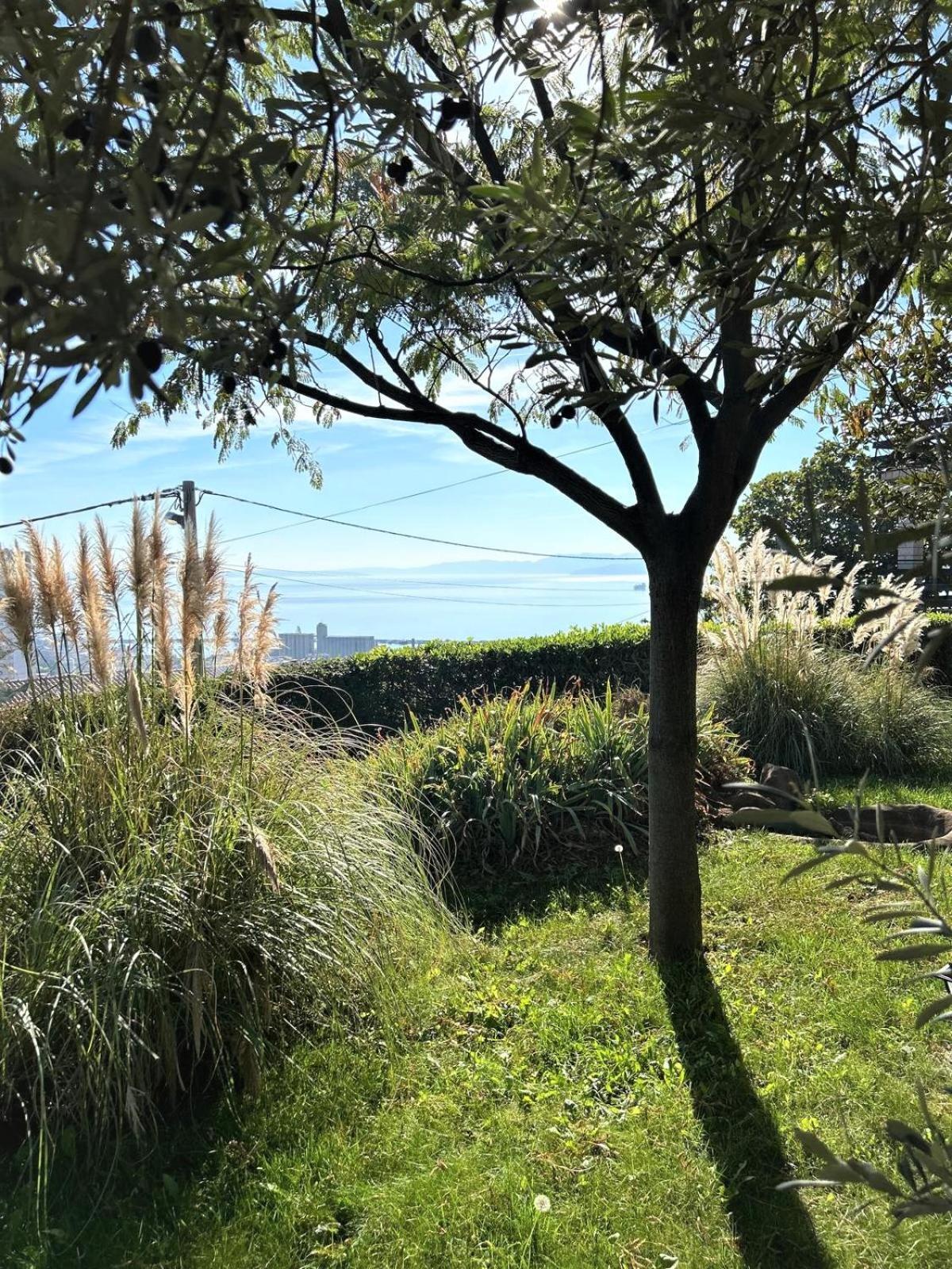 Mediterranean Garden